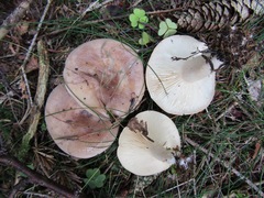 Lactarius hysginus