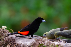 Ramphocelus flammigerus flammigerus