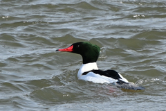 Mergus merganser
