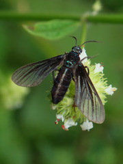 Saurita tipulina