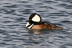 Lophodytes cucullatus