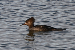 Lophodytes cucullatus