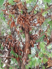 Tamarindus