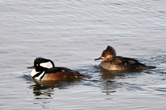 Lophodytes cucullatus