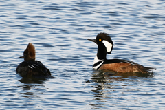 Lophodytes cucullatus