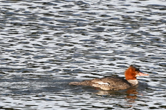 Mergus merganser