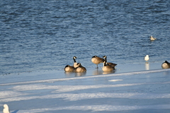 Branta canadensis