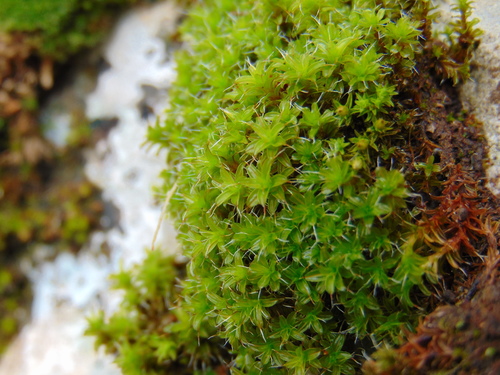 ostnochlp obyčajný (Syntrichia ruralis)