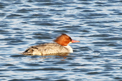 Mergus merganser