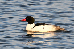Mergus merganser