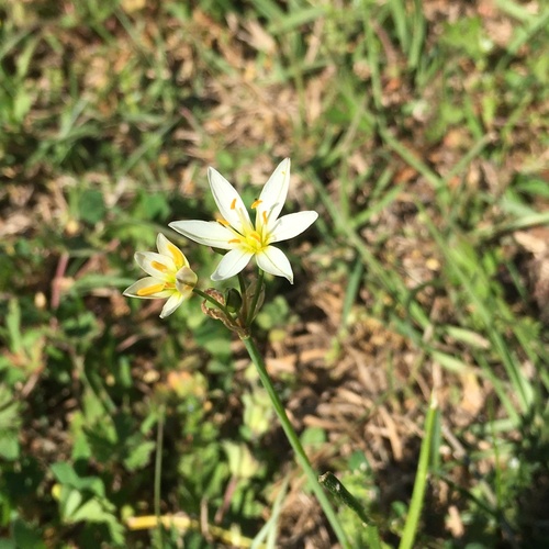 Nothoscordum bivalve image