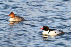 Mergus merganser