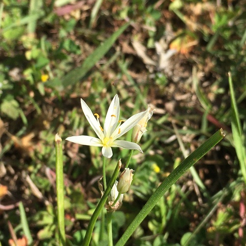 Nothoscordum bivalve image