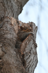 Sciurus carolinensis