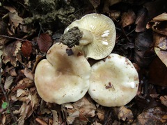 Lactarius pallidus
