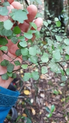 Melicytus micranthus