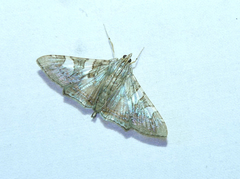 Glyphodes cosmarcha