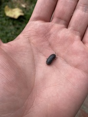 Armadillidium vulgare
