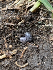 Armadillidium vulgare