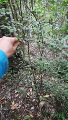 Melicytus micranthus