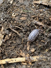 Armadillidium vulgare