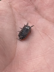 Armadillidium vulgare