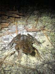 Lithobates grylio
