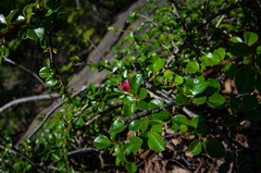 Cotoneaster apiculatus