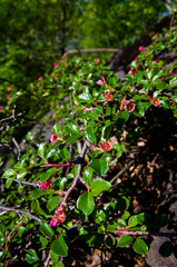 Cotoneaster apiculatus