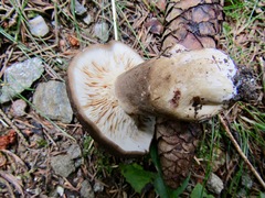 Lactarius picinus
