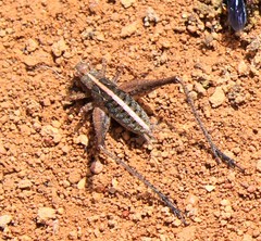 Eneopterinae