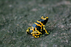 Dendrobates leucomelas