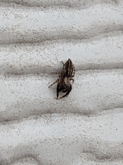 Marpissa lineata