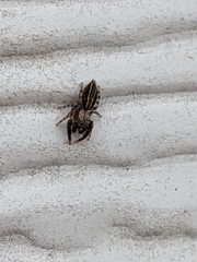 Marpissa lineata