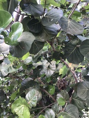 Coccoloba uvifera