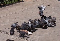 Columba livia