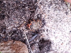 Acraea horta