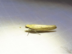 Ypsolopha unicipunctella