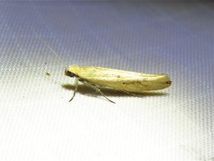 Ypsolopha unicipunctella