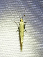 Ypsolopha unicipunctella