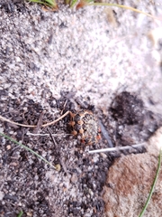 Acraea horta