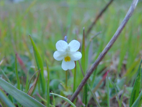 Livadna ljubica (Viola arvensis)