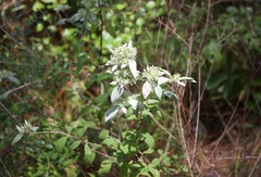 Pycnanthemum albescens
