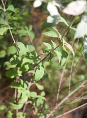 Pycnanthemum albescens