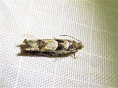 Pseudexentera hodsoni