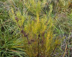 Allocasuarina pusilla