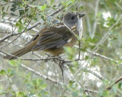 Pachycephala olivacea