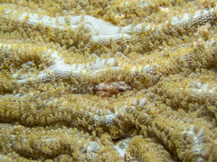 Emblemariopsis bahamensis