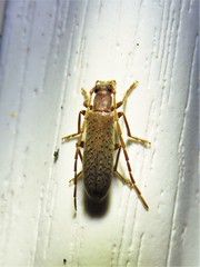 Sparedrus aspersus