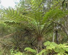 Cyathea australis